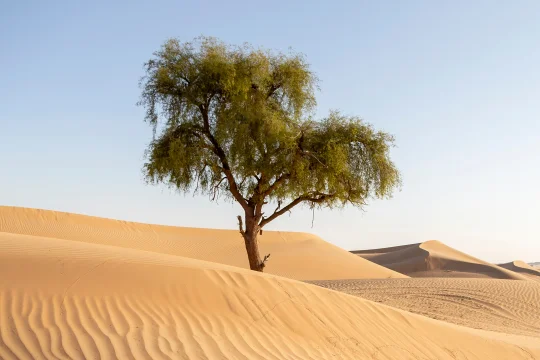 A lone ghaf tree on a sand dune in the Abu Dhabi desert under a clear sky