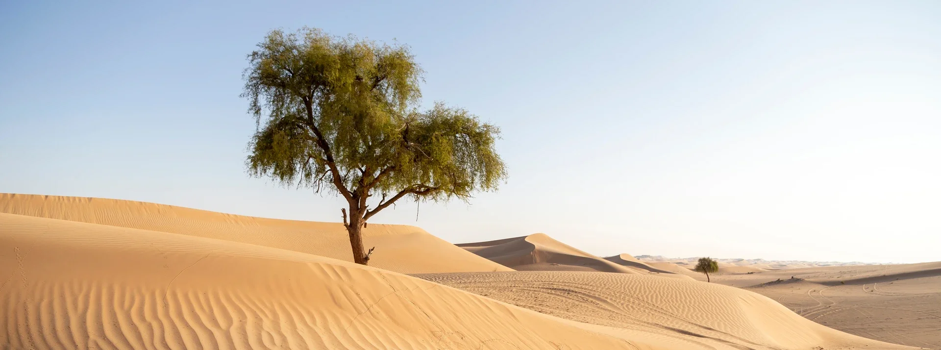 A lone ghaf tree on a sand dune in the Abu Dhabi desert, with rippled dunes stretching to the horizon