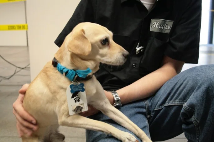 A dog wearing an OpenBeacon tag on its collar next to a person